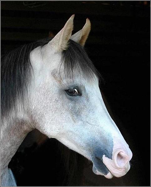 portret stajenny