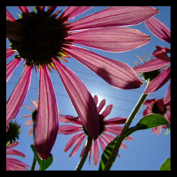 Echinacea purpurea