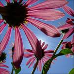 Echinacea purpurea