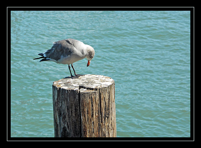 Seagull on the edge