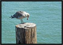 Seagull on the edge