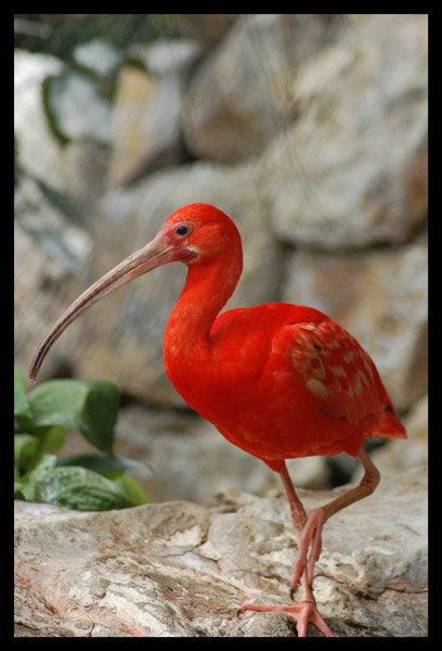 ibis