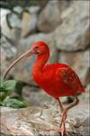 ibis