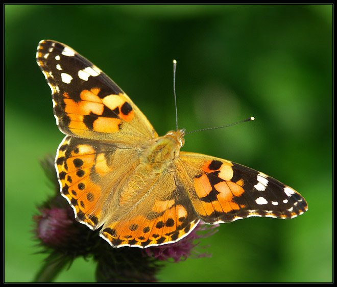 Rusałka osetnik (Vanessa cardui)