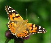 Rusałka osetnik (Vanessa cardui)