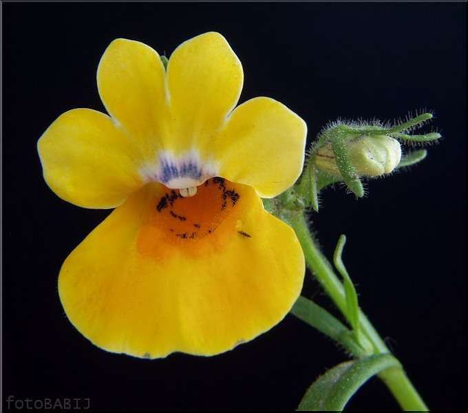  49-Nemezja NEMESIA STRUMOSA