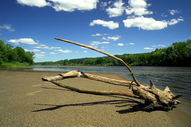 Narew