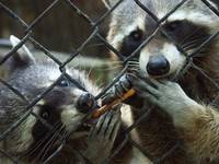 raccoons