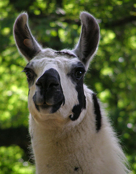 lama