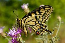 Papilio machaon