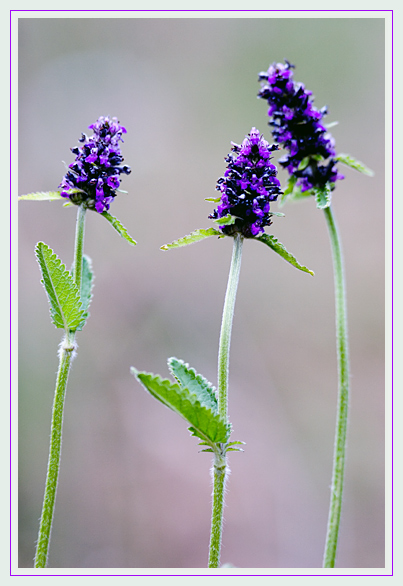 nastroje