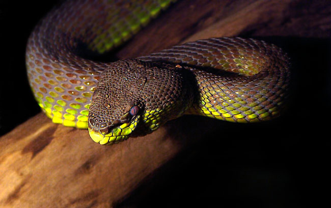 Mangrove Tree Viper