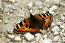 Motyl