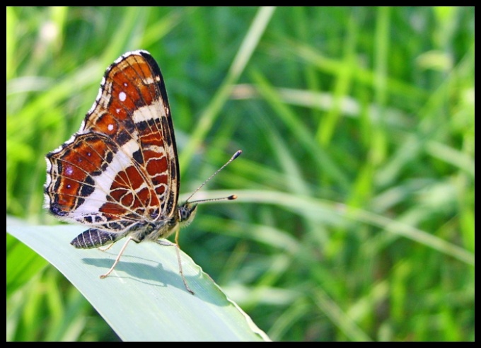 Motyl