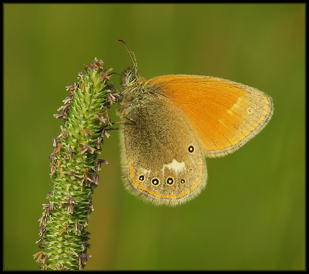 Strzepotek ruczajnik (Coenonympha pamphilus)