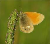 Strzepotek ruczajnik (Coenonympha pamphilus)