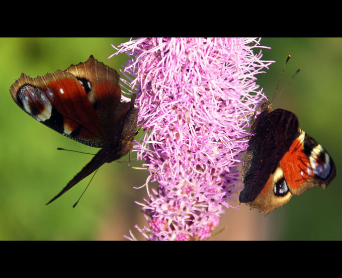 Dancing Butterflies