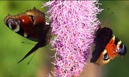 Dancing Butterflies