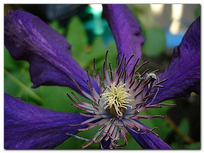 Clematis