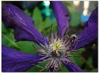 Clematis