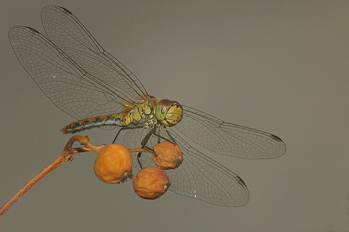 Dragonfly