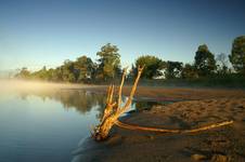 Narew