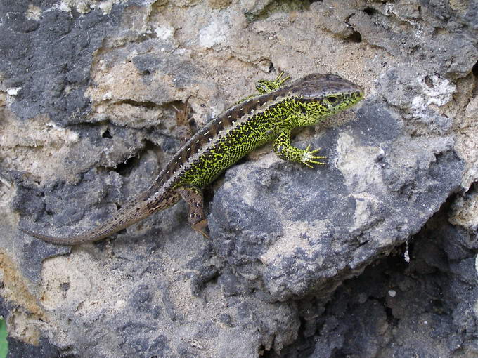 Lacerta viridis