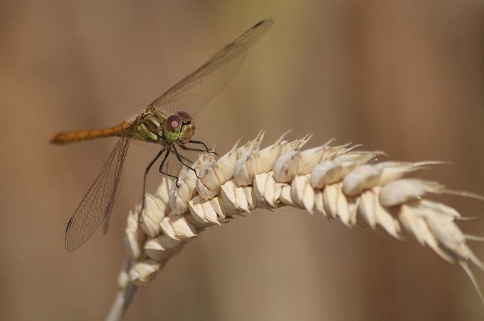 Dragonfly