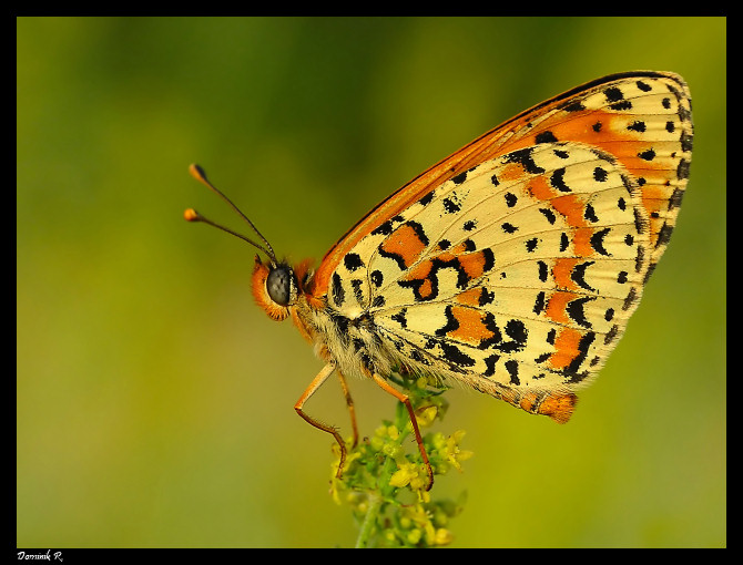 Mandarynkowy motyl