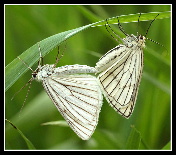 Będą młode.