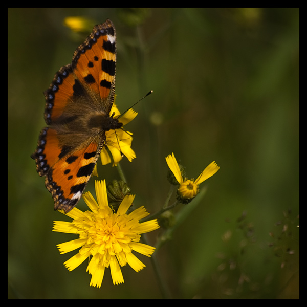 Motyl rodem z Karkonoszy