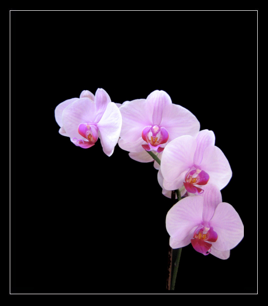 Phalaenopsis