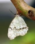 White Morpho (Morpho polyphemus)