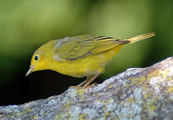 Yellow Warbler, Dendroica petechia2