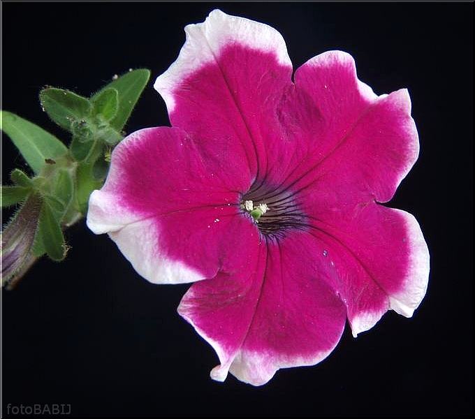  51-Petunia ogrodowa PETUNIA X HYBRIDA