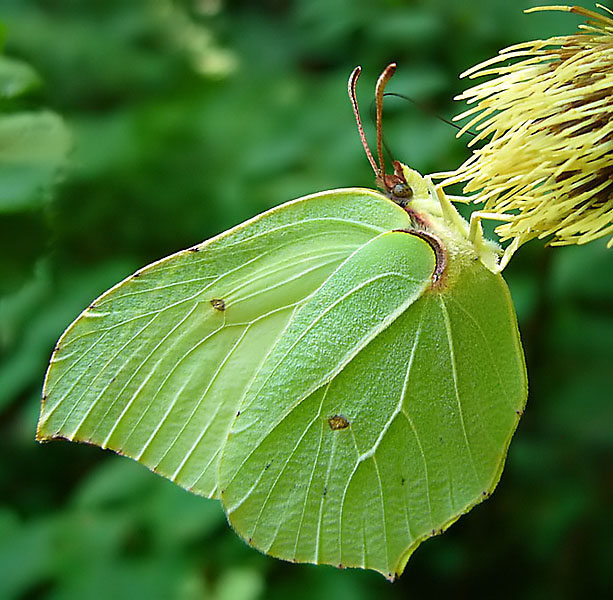 Gonepteryx rhamni