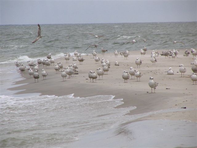 mewy na plaży w kuźnicy