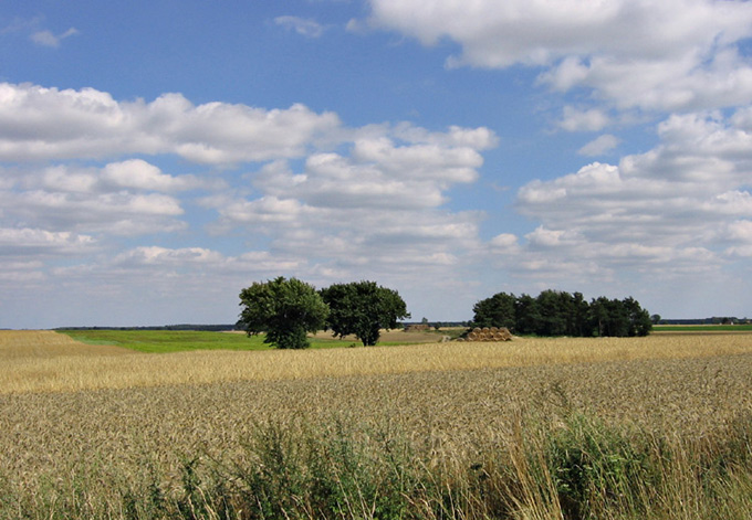 Pobuszować w zbożu