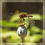 Dragonfly On The Poppy Head