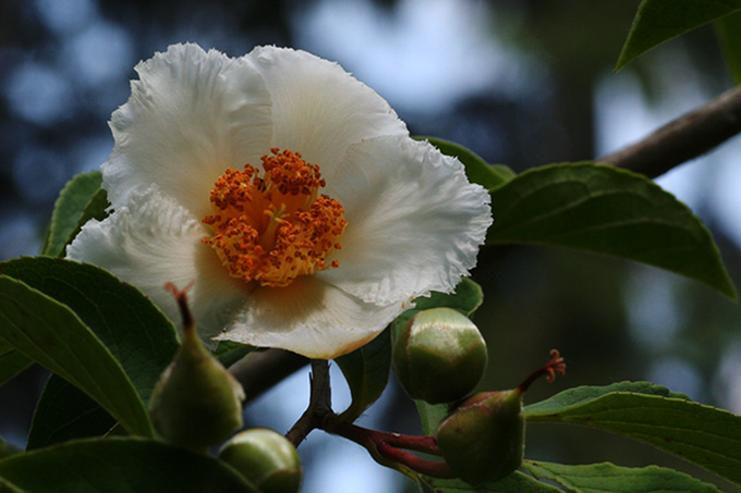 Stewarcja koreańska (Stewartia pseudocamellia)