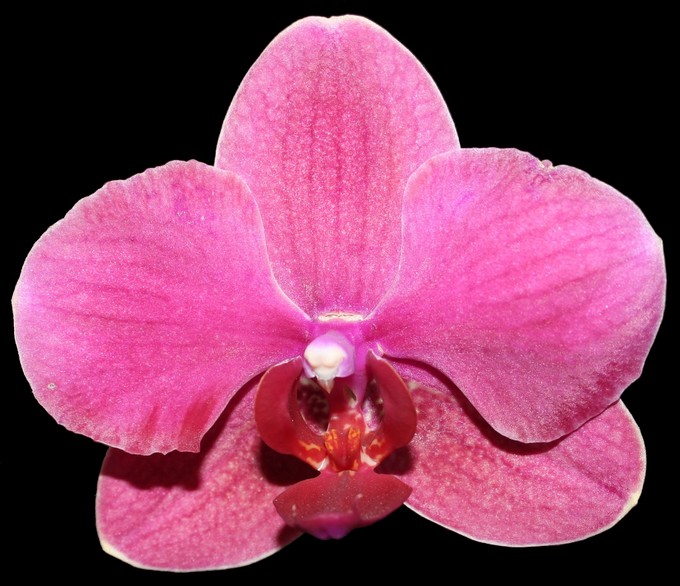 Phalaenopsis