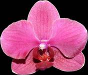 Phalaenopsis