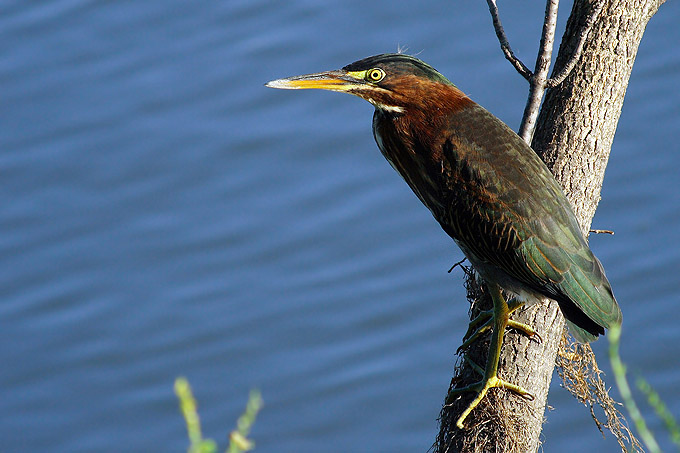 Czapla zielonawa(Butorides virescens)