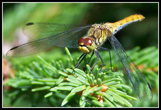 Dragonfly