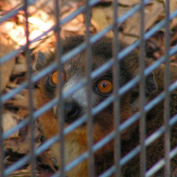 Uwolnijcie lemura