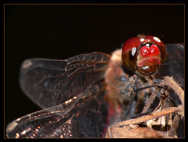 szablak krwisty (Sympetrum sanguineum)