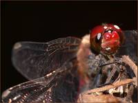 szablak krwisty (Sympetrum sanguineum)