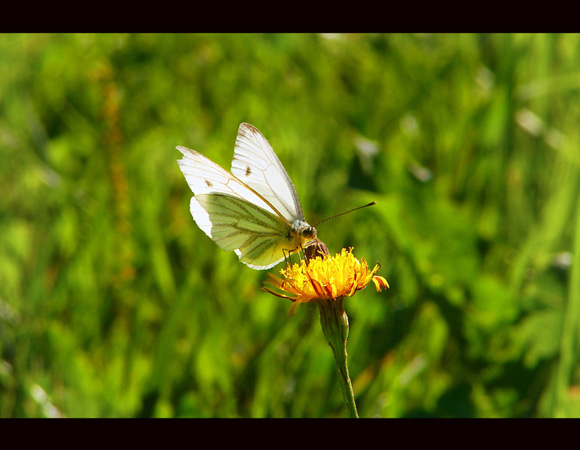 Motyl na mleczu.