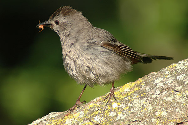 Catbird, Dumetella carolinesis