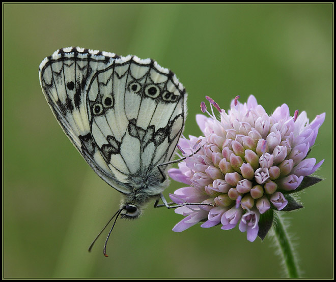 Polowiec szachownica (Melanargia galathea)